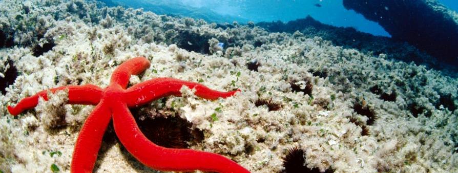 Sharm El Sheikh / Marsa Alam